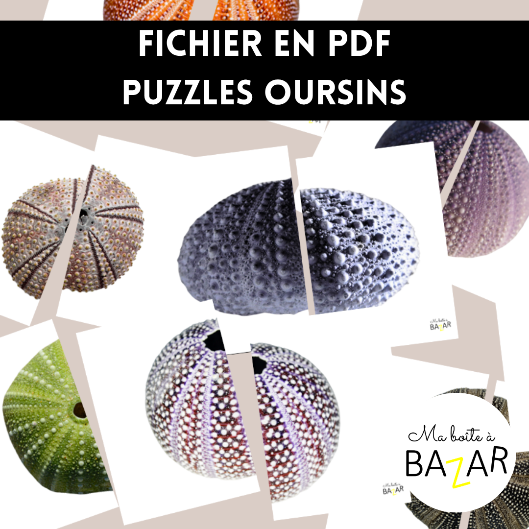 Puzzles Oursins – 28 puzzles d’observation sur la faune marine plage