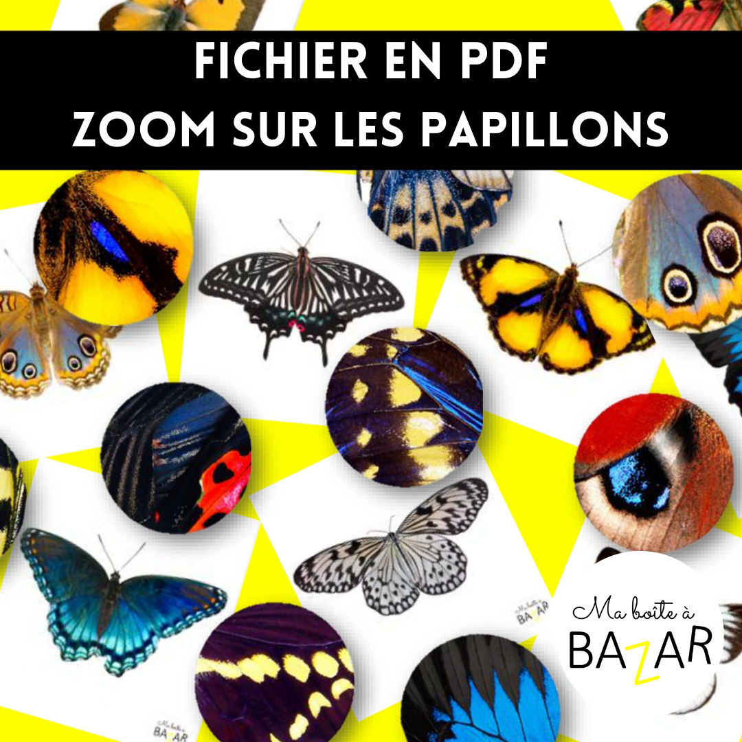 Zoom sur les papillons – Observation et déduction dès la maternelle
