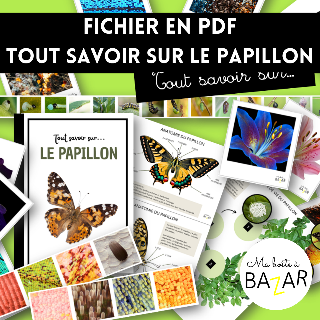 Tout savoir sur le papillon – Cahier d’activités ludiques et scientifiques dès 4 ans